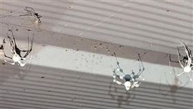 蜘蛛，感染真菌，艾登堡吉貝菌，喪屍，(圖／翻攝自Reddit)