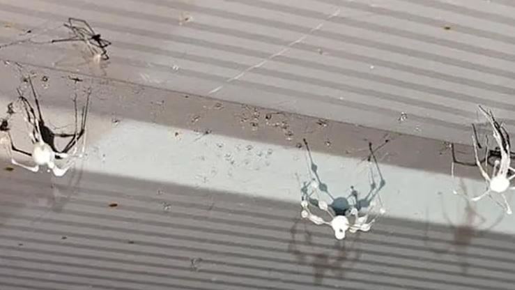 「殭屍」蜘蛛入侵！器官被吸乾秒變木乃伊