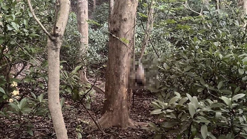 鬼門開前夕驚見腐爛貓屍　民俗專家揭真相