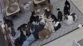 在浪貓咖啡廳睡著！遭「泰山壓頂」6小時