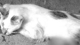 苗栗縣竹南鎮公益路上一名越籍移工其上月不滿野貓闖入家中，竟持刀劃破貓肚，釀一屍三命。（圖／翻攝畫面）