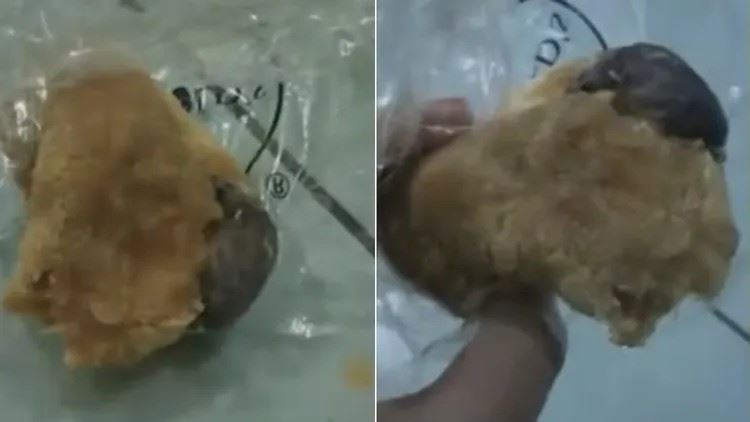 馬來西亞一間連鎖麵包店被消費者指控麵包內疑似有老鼠屍體。(圖／翻攝自X）