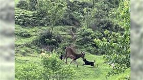 陽明山國家公園內遊蕩犬隻攻擊野生動物事件也並非單一案例，曾有水鹿遭遊蕩犬隻攻擊。（圖／翻攝自臉書）非該新聞勿用
