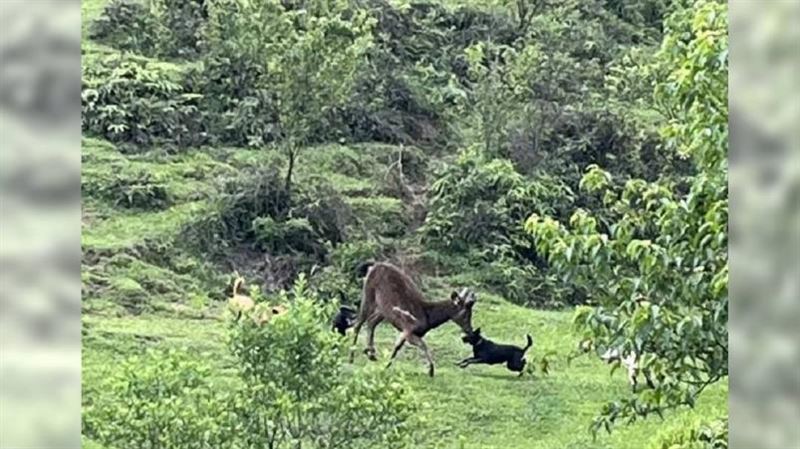 陽明山餵狗成災　硫磺谷監測不到動物蹤跡