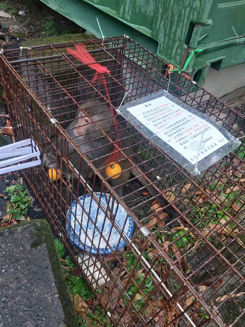 北市動保處呼籲民眾勿餵食臺灣獼猴。(圖／動保處提供）