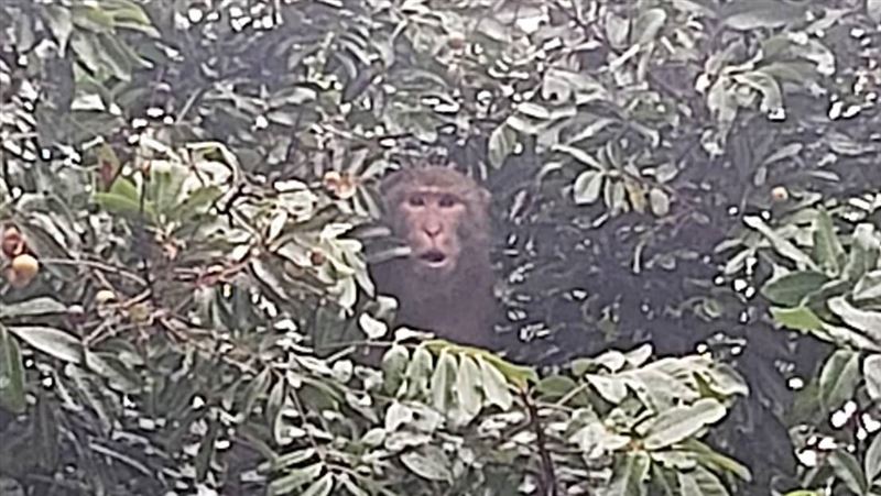 臺灣獼猴「吃水果不付錢」遭動保處逮捕