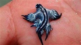 藍龍海蛞蝓近日在西班牙海灘現蹤，其帶有劇毒。（圖／翻攝自臉書／Policía Local Guardamar）