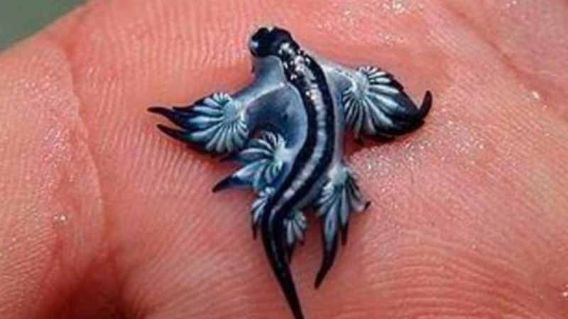 夢幻「藍龍」現蹤海灘！當局急下禁泳令