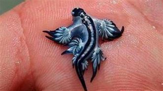 夢幻「藍龍」現蹤海灘！當局急下禁泳令