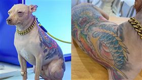 背上刺巨龍、戴金鏈！刺青無毛犬現身上海寵物展　網氣炸：根本虐狗