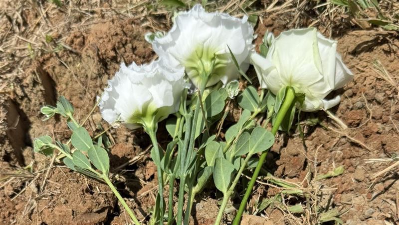 沈伯洋：冷氣我都還沒打開，媽媽就走了…