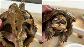 主人1年忘記餵食！「龜堅強」瘦成皮包骨還活著　網驚：鱷龜變餓龜　圖／翻攝自阿偉抖音