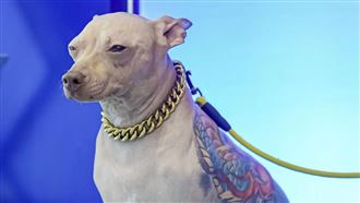 寵物展驚現刺青狗　飼主炫耀全程未麻醉