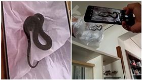 國際中心,中國,昆明,盆栽,網購,水蛇（圖／翻攝自微博）