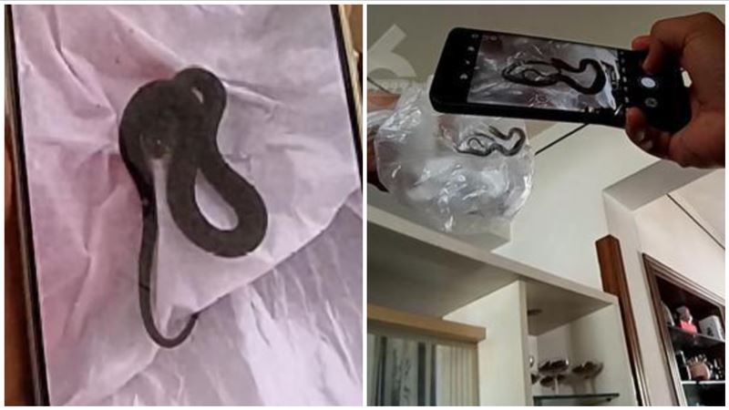 夫妻出遊返家驚見10小蛇地上蠕動。（圖／翻攝自微博）