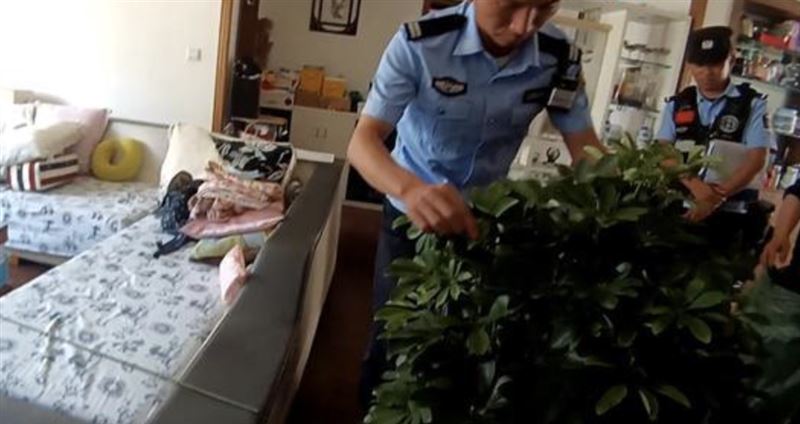 夫妻親眼直擊2條小蛇從盆栽中爬出。（圖／翻攝自微博）