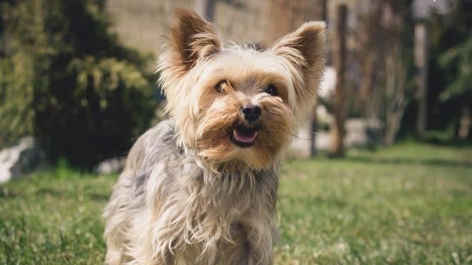 為啥約克夏越來越多人養?7優勢讓人心動