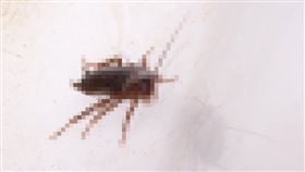 蟑螂,男同事,男友,PTT。翻攝自pixabay