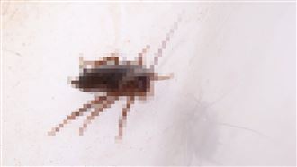 開掛！德國軍武變科技怪獸　間諜蟑螂出籠