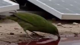 小鳥飲用「紅水」後當場暴斃。（圖／翻攝自MyGoPen）