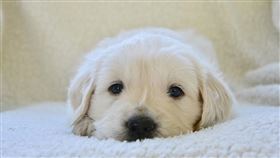 寵物、貓、狗、毛小孩、毛孩　（圖／pixabay）