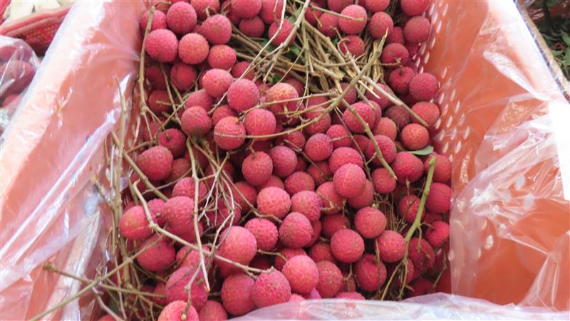 普渡祭品出問題「桂味荔枝」農藥殘留超標