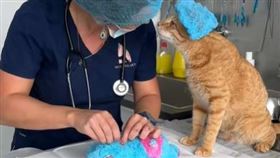 橘貓焦急看著護士「救治」自己同伴。 （圖／翻攝自Tiktok @Modernvetdubai）