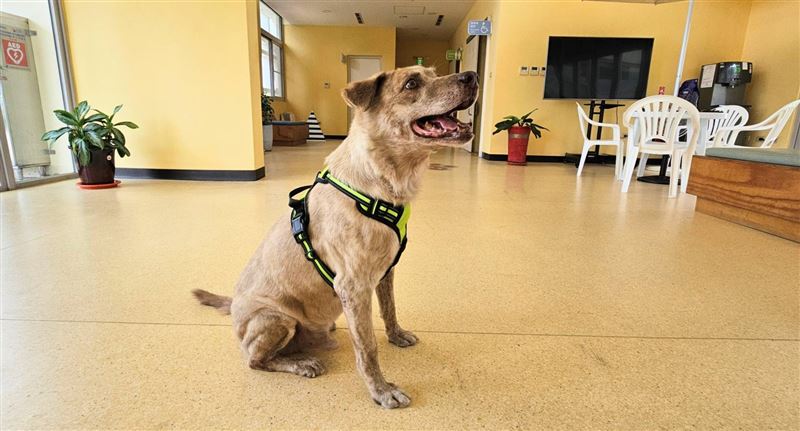 前竹市府犬棕棕今（26日）從收容所到認養人新家。（圖／新竹市政府提供）
