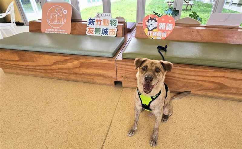 經過近1個月的媒合和審查，棕棕有了新的飼主。（圖／新竹市政府提供）