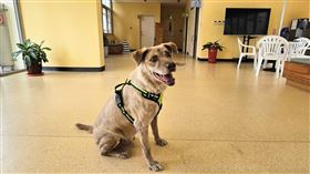 棕棕,認養,動保所,市府犬（圖／新竹市政府提供）