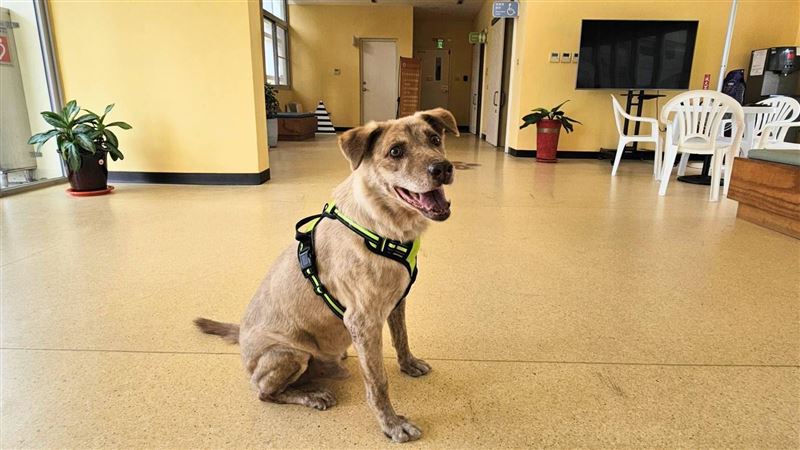 前竹市犬「棕棕」有新家 飼主大餐迎接牠
