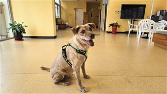 前竹市犬「棕棕」有新家　飼主大餐迎接牠