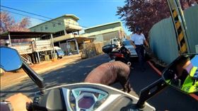 黑毛豬,電宰廠,逃脫,桃園（圖／翻攝畫面）