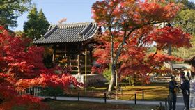 林得恩提醒，未來3個月氣溫還是很高，楓葉季、櫻花季都可能延後。（示意圖／翻攝自unsplash）