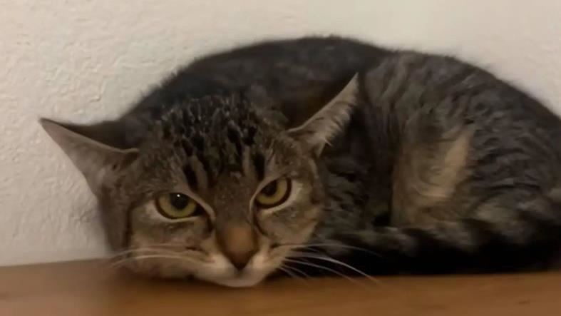小貓到家後連哭48小時！真相令人淚目