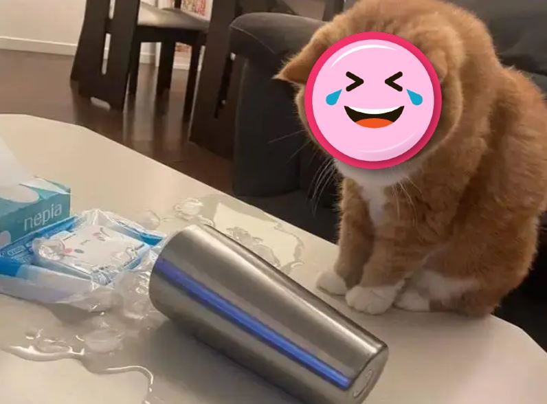 小貓不小心打翻水杯的表情，引起網友熱議。（圖／翻攝自微博）