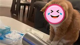 貓。（圖／翻攝自微博）