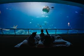 民眾熱烈參與線上回憶殺活動重溫童年回憶。（圖／屏東海生館提供）