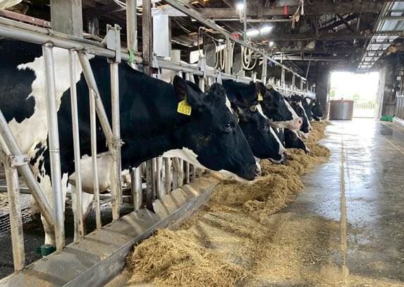 人工養殖海門冬飼料添加物添加於牛隻飼料中，可有效降低牛隻噯氣時的甲烷排放，為低碳乳乳業開創新契機。（圖／農業部提供）