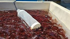 水產試驗所成功研發海門冬(四分孢子體)陸上養殖技術，打破傳統野外採集困境，技轉國內廠商投入生產，以確保品質與產量足供畜牧應用。（圖／農業部提供）