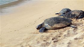 小海龜,海龜,沙灘,擱淺,海龜寶寶。（示意圖／翻攝自pixabay）