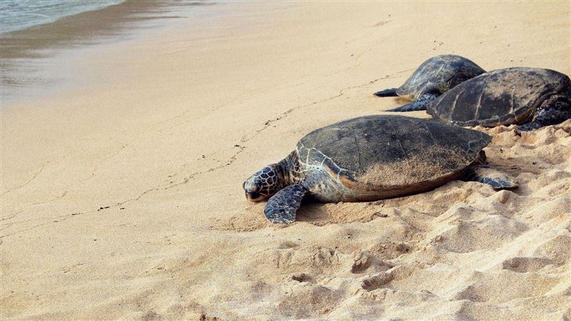 23隻海龜寶寶「遭屠殺」　凶嫌曝光引眾怒