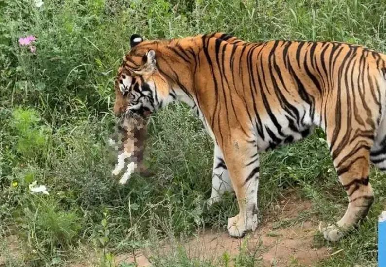 小貓誤闖虎區慘遭咬死，西寧動物園影片瘋傳惹哭網友。（圖／翻攝自微博）