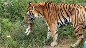 老虎咬死貓。（圖／翻攝自微博）