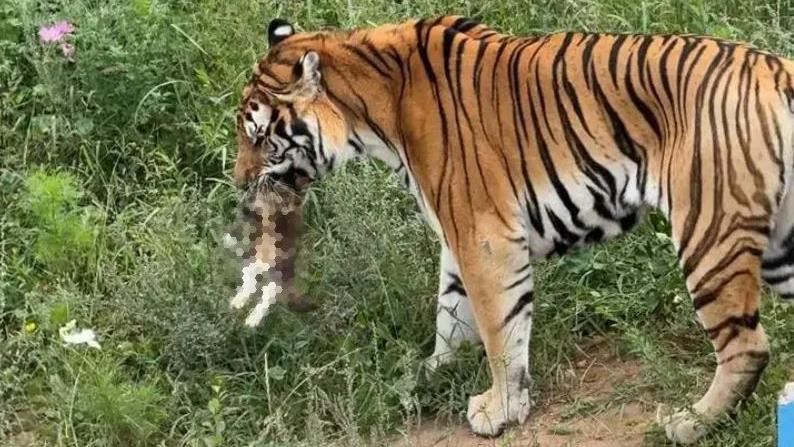 西寧動物園老虎咬死流浪貓　畫面惹哭網友