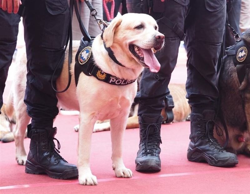 退役警犬福星。（圖／資料照）