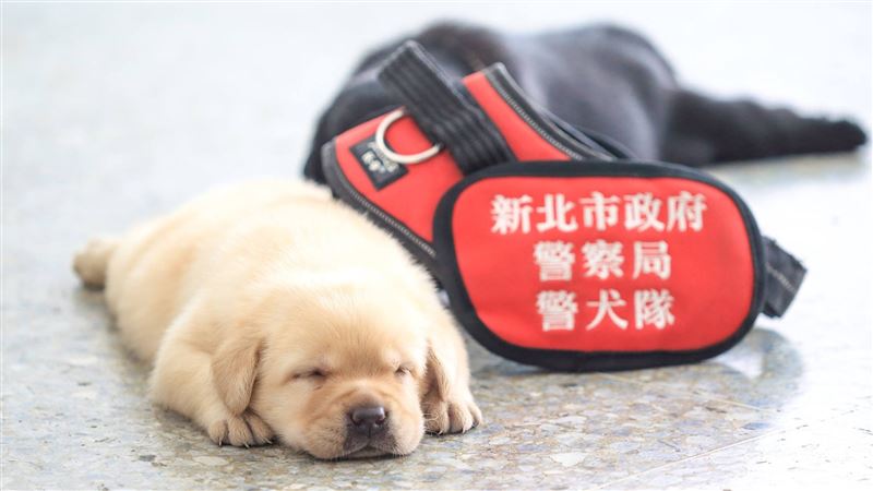 福星小時候的呆萌樣。（圖／資料照）