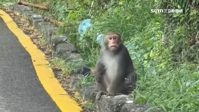 突然的豪雨，獼猴沒地方躲，只能成群爬到宿舍外牆