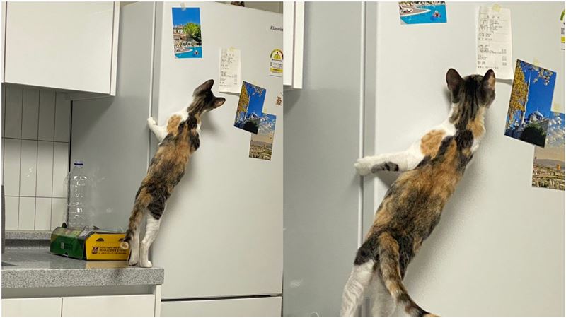 醫藥費多少？牠撇一眼石化…277萬人笑翻