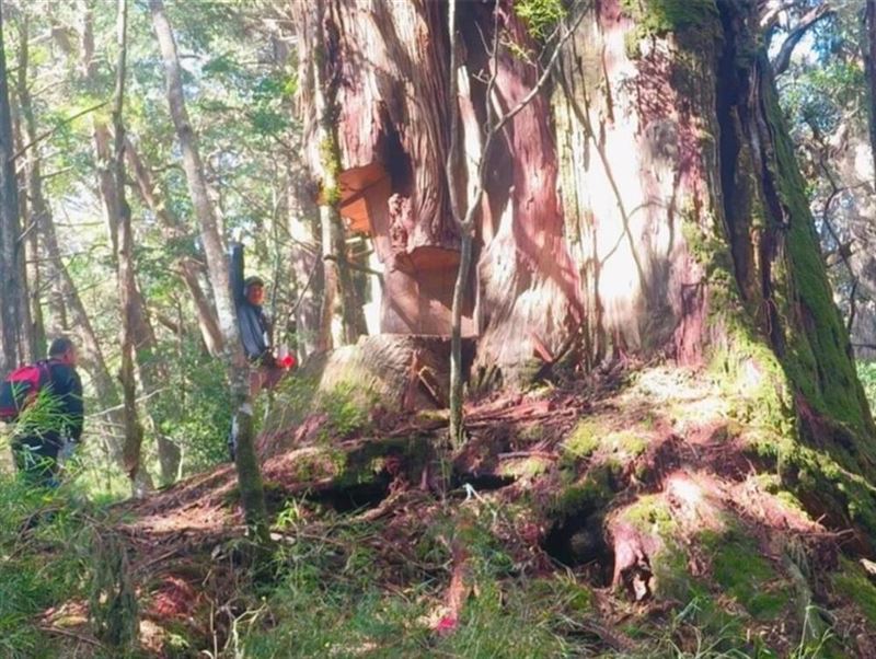 山老鼠以電鋸砍伐珍貴林木，再切割成金磚等工藝品後高價販售牟利。（圖／翻攝畫面）